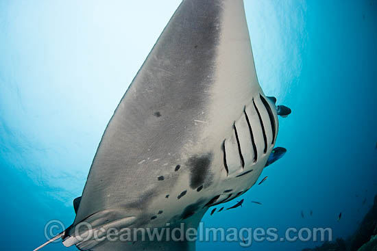 Manta Ray at cleaning station photo