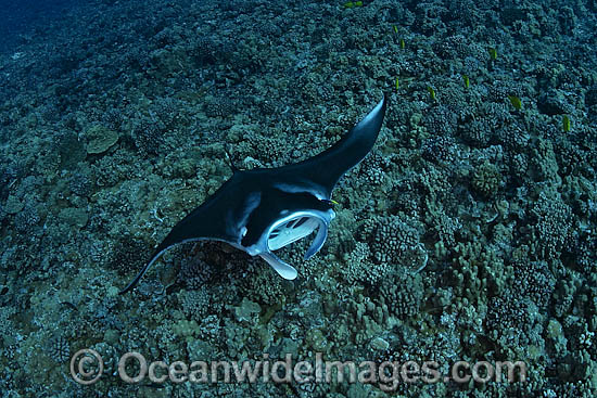 Manta Ray Manta birostris photo