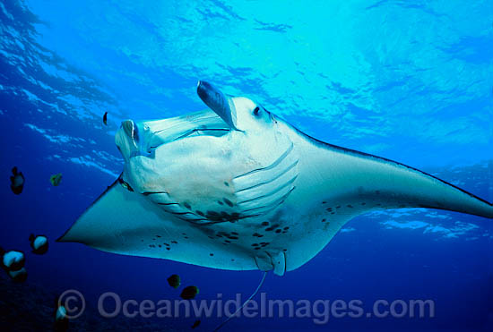 Manta Ray at cleaning station photo