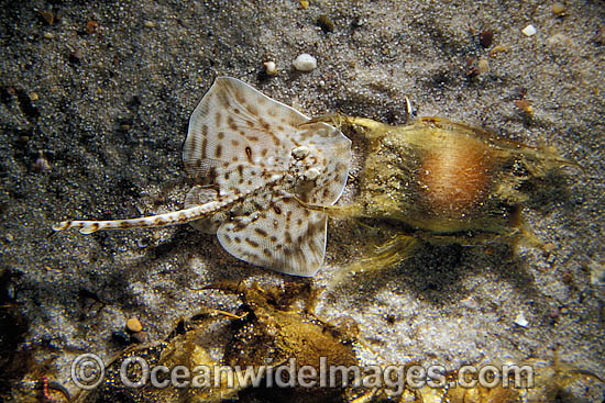 Thornback Ray beside egg casing photo Thornback Ray beside egg casing photo