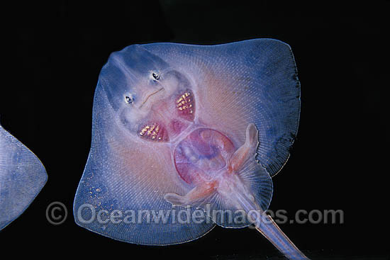 Thornback Ray underside photo Thornback Ray underside photo