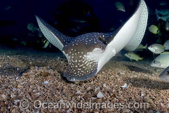 White-spotted Eagle Ray photo