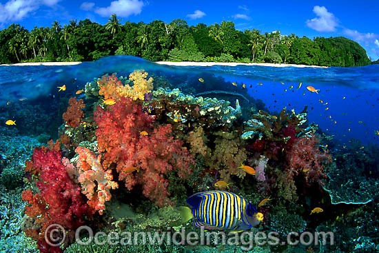 Coral reef and Island under over photo