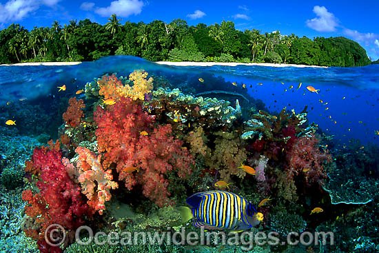 Coral reef and Island under over photo Coral reef and Island under over photo