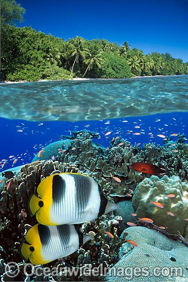 Fish Coral reef and Island photo