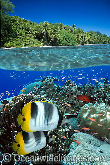 Fish Coral reef and Island photo Fish Coral reef and Island photo