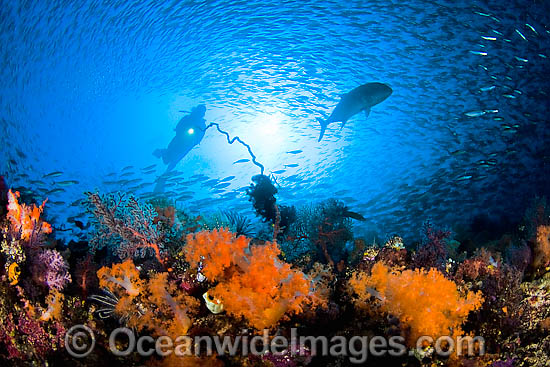 Diver watching Fish hunting Fusiliers photo Diver watching Fish hunting Fusiliers photo