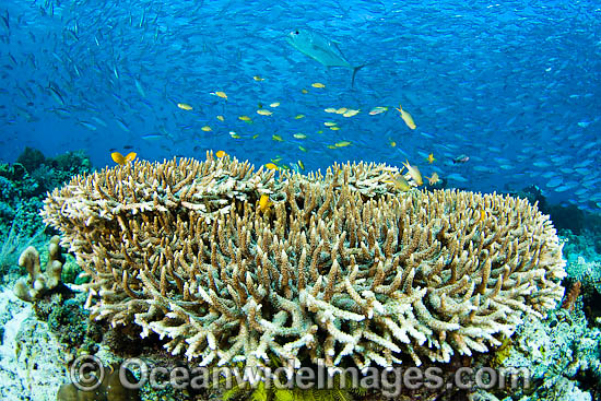 Trevally hunting Fusiliers in reef photo Trevally hunting Fusiliers in reef photo