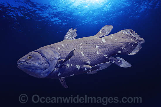 Coelacanth (Latimeria chalumnae). This is a digital illustration image. Photo - David Fleetham