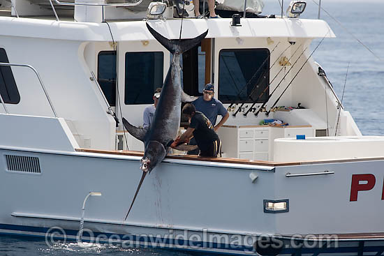 This Swordfish (Xiphias gladius), is being hauled onboard after being incapacitated with a shotgun. Catalina Island, California, USA. Photo - David Fleetham