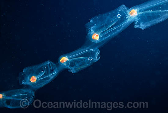 Pelagic Salp photo Pelagic Salp photo
