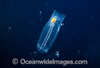Pelagic Salp Salpa maxima Photo - David Fleetham