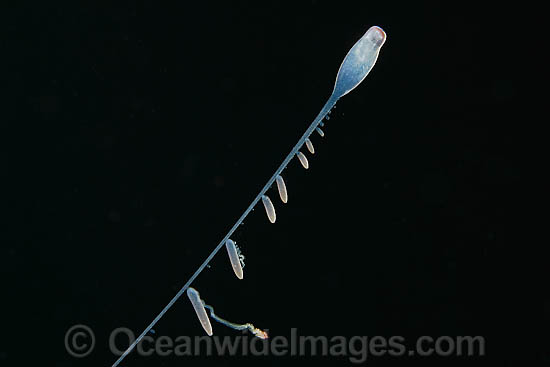 Siphonophore Rhizophysa sp. photo Siphonophore Rhizophysa sp. photo