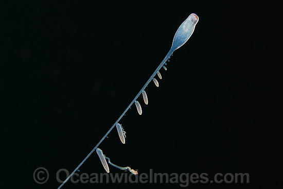 Siphonophore Rhizophysa sp. photo