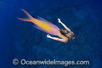 Mermaid lady dolphin tail Photo - David Fleetham