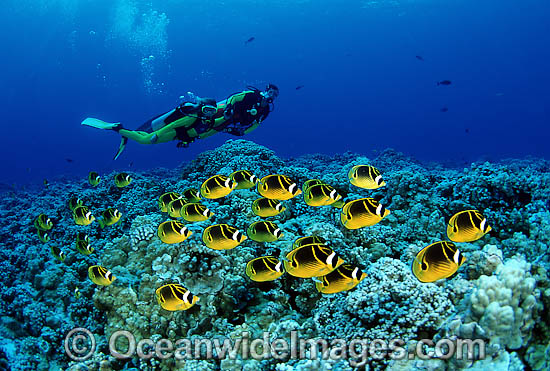 Scuba Divers with schooling fish photo