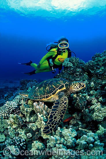Scuba Divers with Green Sea Turtle photo
