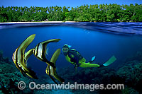 Scuba Diver with Batfish Photo - David Fleetham
