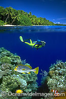 Scuba Diver Fish and Coral Photo - David Fleetham