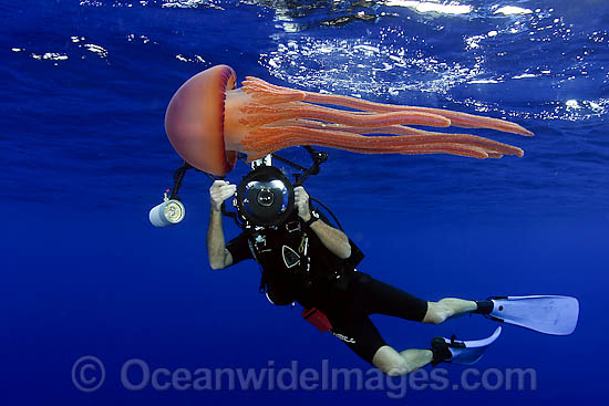 Photographer with Jellyfish photo