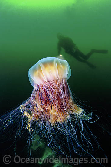 Diver observing a Lion's Mane Jellyfish (Cyanea capillata). The tentacles of this Jellyfish can extend as far as 100 feet and deliver a painful sting. Found in cool temperate seas around the world. Photo - David Fleetham Diver observing a Lion's Mane Jellyfish (Cyanea capillata). The tentacles of this Jellyfish can extend as far as 100 feet and deliver a painful sting. Found in cool temperate seas around the world. Photo - David Fleetham