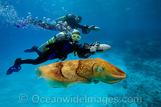 Divers (MR) on underwater scooters observing a Common Cuttlefish (Sepia officinalis). Palau, Micronesia. Photo - David Fleetham Divers (MR) on underwater scooters observing a Common Cuttlefish (Sepia officinalis). Palau, Micronesia. Photo - David Fleetham