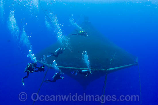 Diver and Jacks at fish farm photo