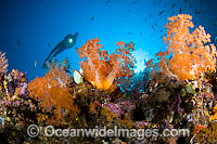 Scuba Diver and Soft Coral Photo - David Fleetham