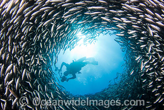 Underwater photographer photographing a massive school of Black Striped Salema (Xenocys jessiae), endemic. Galapagos Islands, Equador. Photo - David Fleetham Underwater photographer photographing a massive school of Black Striped Salema (Xenocys jessiae), endemic. Galapagos Islands, Equador. Photo - David Fleetham