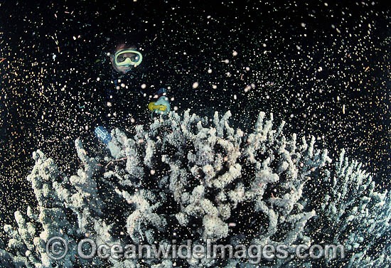 Mass coral spawning at night, showing suspended egg and sperm bundles in the water column. Photo taken in Coral Bay, Ningaloo Reef Marine Park, Western Australia Photo - Gary Bell