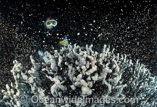 Coral spawning showing egg sperm bundles photo