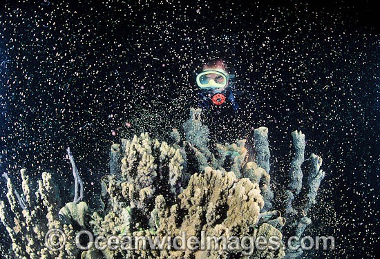 Coral spawning showing egg sperm bundles photo