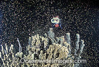 Coral spawning showing egg sperm bundles Photo - Gary Bell