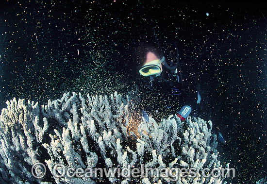 Coral spawning showing egg sperm bundles photo