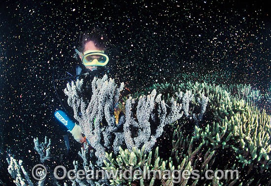 Mass coral spawning at night, showing suspended egg and sperm bundles in the water column. Photo taken in Coral Bay, Ningaloo Reef Marine Park, Western Australia Photo - Gary Bell