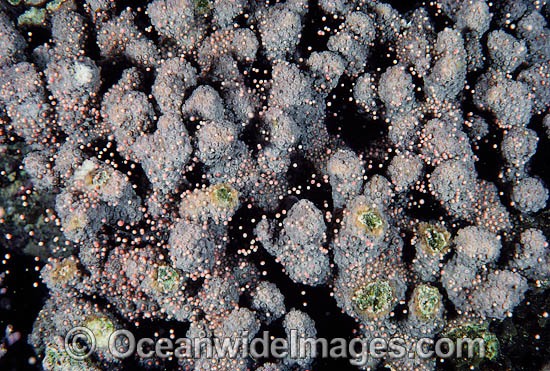 Acropora Coral spawning egg bundles in polyps photo
