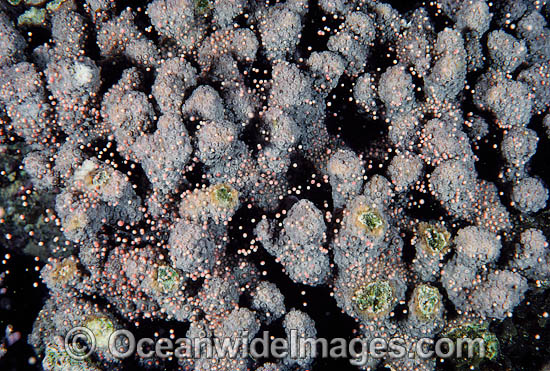 Acropora Coral spawning egg bundles in polyps photo Acropora Coral spawning egg bundles in polyps photo