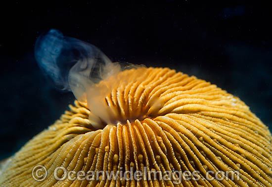 Mushroom Coral spawning egg photo