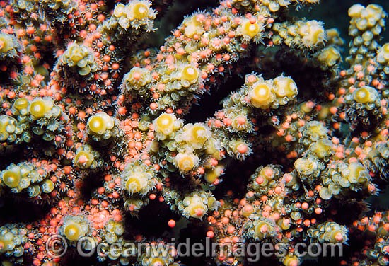 Acropora Coral spawning egg bundles in polyps photo