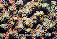 Acropora Coral spawning egg bundles in polyps Photo - Gary Bell