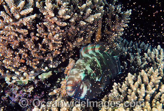 Parrotfish resting in spawning Coral photo Parrotfish resting in spawning Coral photo