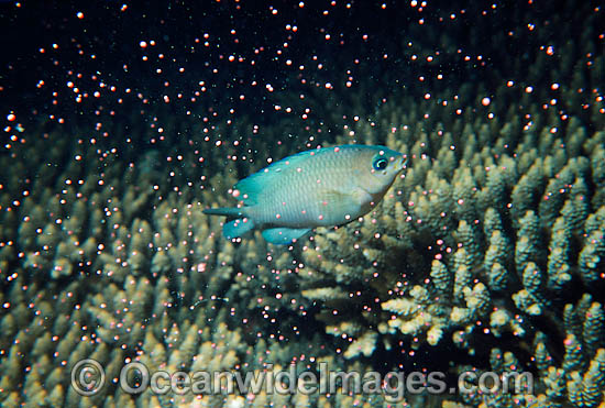 Coral spawning photo