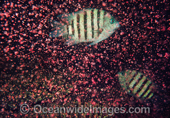 Coral spawning photo