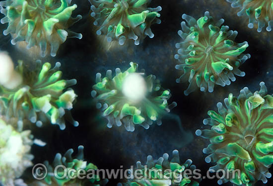 Coral spawning photo