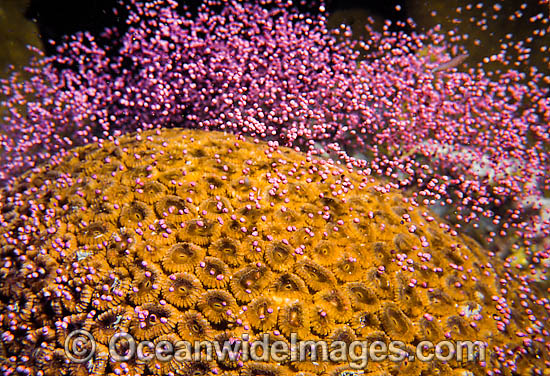 Coral spawning photo