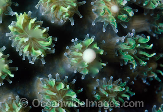 Coral spawning photo