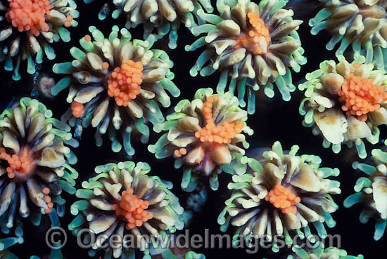 Coral spawning photo