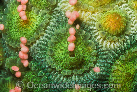 Coral spawning photo