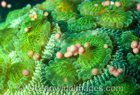 Coral spawning photo