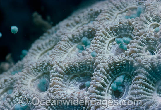 Coral spawning photo